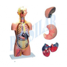 Torso Sexless - 10 Parts